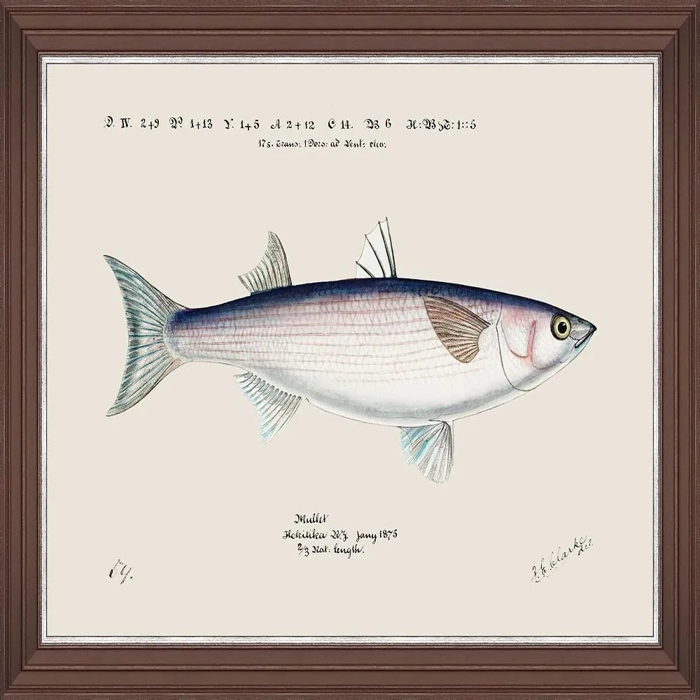 Κάδρο Mediterranean Fish - Grey Mullet By F Clark Fa13376 50X35Cm White-Blue Mindthegap Οριζόντιοι Wood