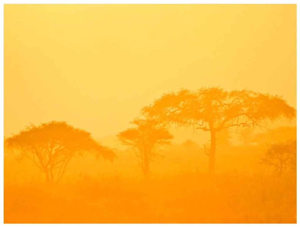 Φωτοταπετσαρία - Orange savanna 200x154