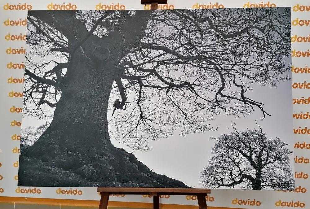 Εικόνα συμβίωση δέντρων σε μαύρο & άσπρο - 60x40