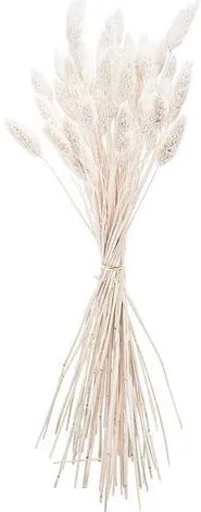 Beauty Home ΜΠΟΥΚΕΤΟ  Phalaris ΦΥΣΙΚΗ  60cm – 50 ΤΜΧ