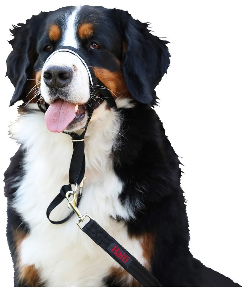 Κολάρο Εκπαίδευσης Σκύλων Company of Animals Halti Μαύρο Ρύγχος (40-54 cm)