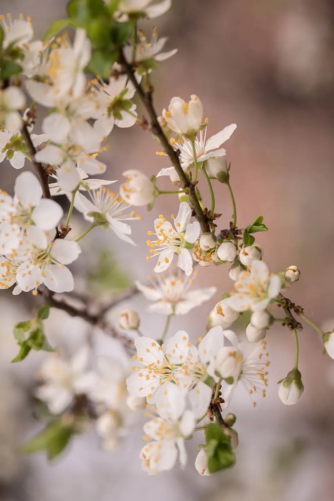 Φωτοταπετσαρία Ψηφιακής Εκτύπωσης FLORAL 739-CR - nav-100-02-01-03780