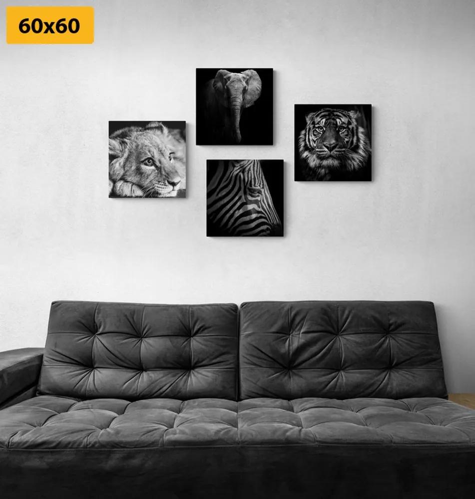 Σετ εικόνων με άγρια ​ζώα σε ασπρόμαυρο σχέδιο - 4x 60x60