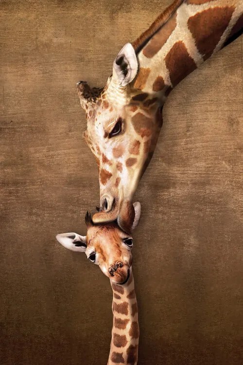 Αφίσα Giraffe Mother's Kiss