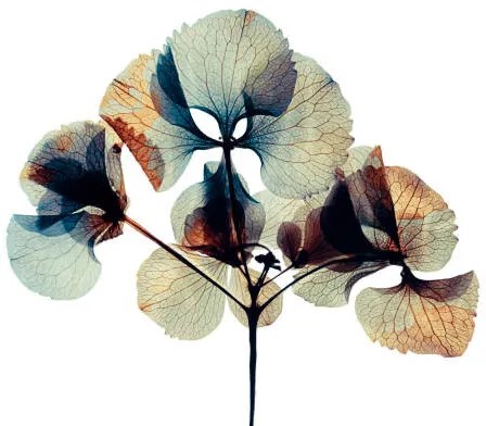 Φωτογραφία Pressed and dried dry  flower, andersboman