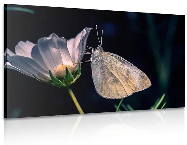 Εικόνα πεταλούδας σε ένα λουλούδι - 60x40