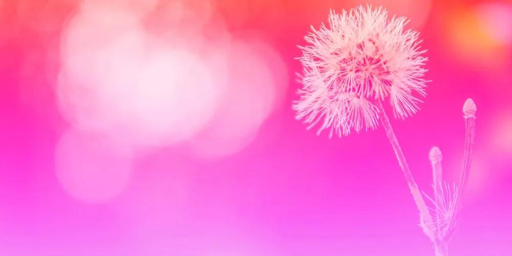 Εικόνα πικραλίδας σε ροζ φόντο - 100x50