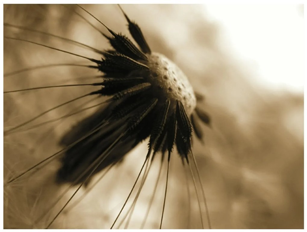 Φωτοταπετσαρία - dandelion - sepia 400x309