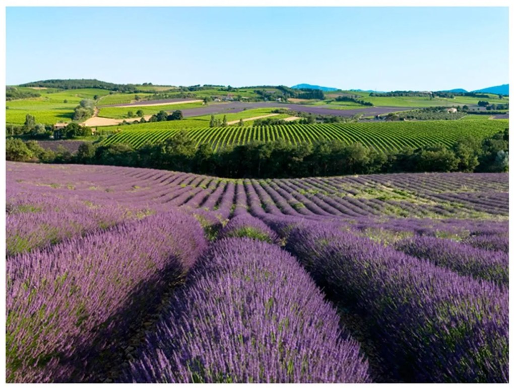 Φωτοταπετσαρία - Lavender fields 250x193