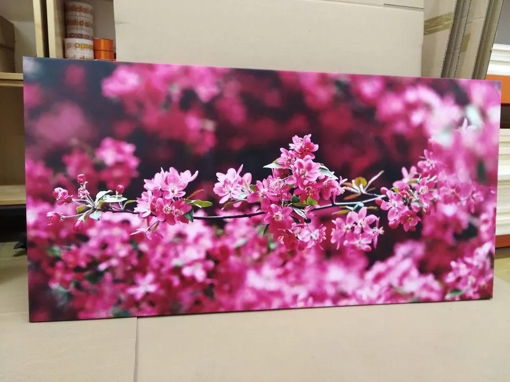 Εικόνα λεπτομερώς άνθη κερασιάς - 120x60