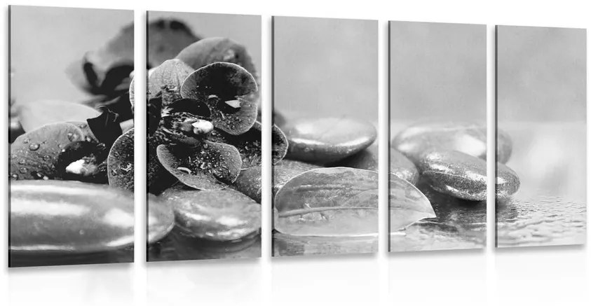 Ορχιδέα με εικόνα 5 μερών με μια πινελιά χαλάρωσης σε ασπρόμαυρο