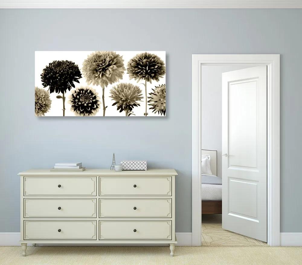 Φωτογραφίστε λουλούδια ντάλια σε διάφορα σχέδια σε σχέδιο σέπια - 100x50