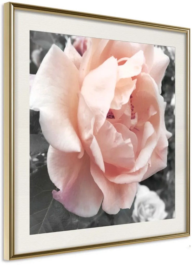 Αφίσα - Delicate Rose - 30x30 - Χρυσό - Με πασπαρτού