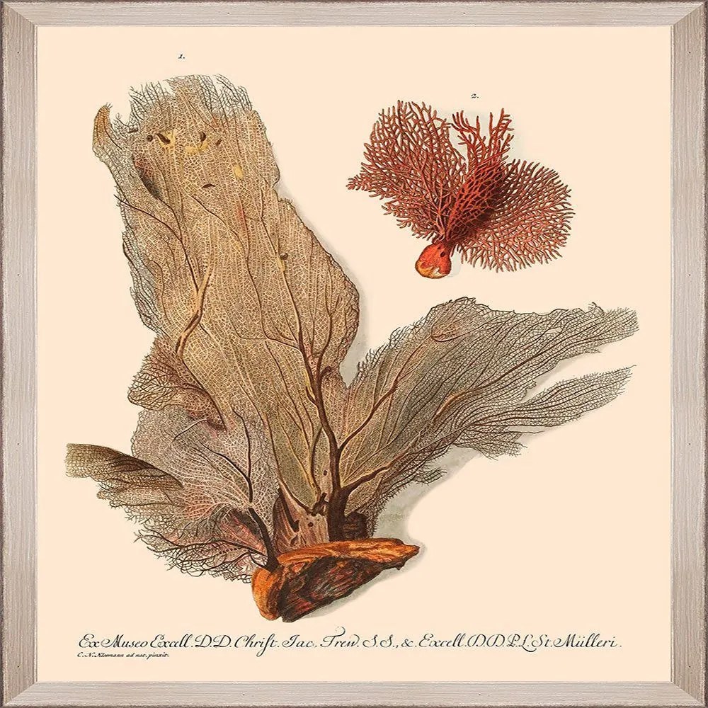 Κάδρο Deliciae Naturae V Fa13357 35X50Cm Beige-L.Brown Mindthegap Κάθετοι Wood