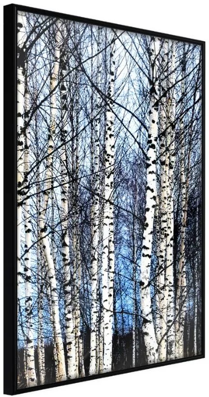 Αφίσα - Winter Birch Trees - 30x45 - Μαύρο - Χωρίς πασπαρτού