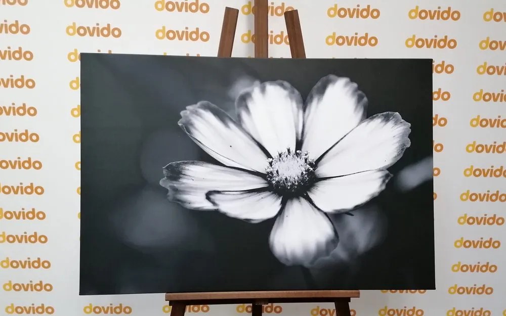 Εικόνα πατάτες με λουλούδια κήπου σε μαύρο & άσπρο