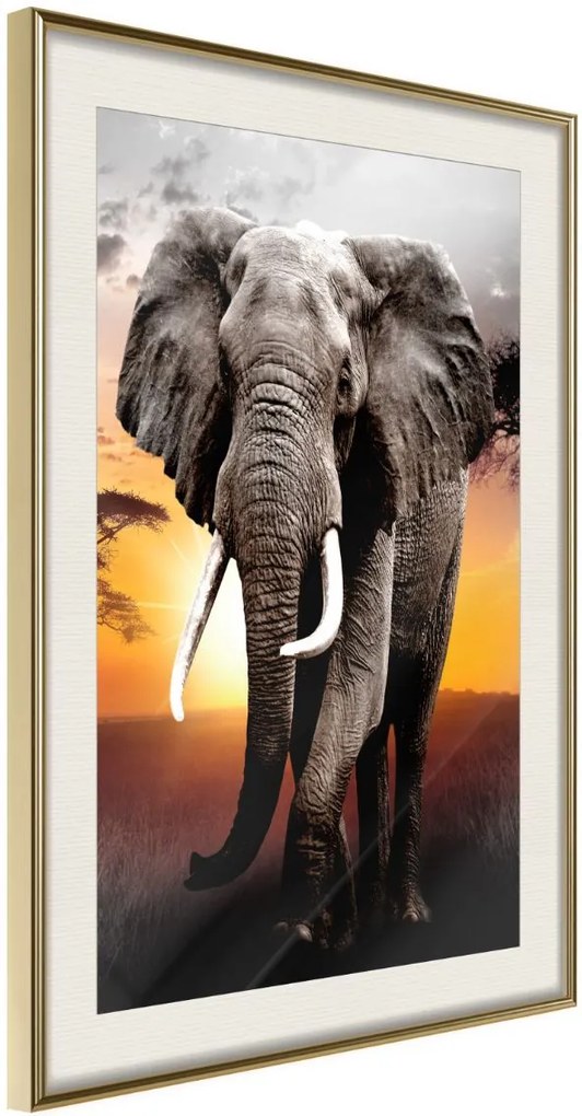 Αφίσα - Majestic Elephant - 20x30 - Χρυσό - Με πασπαρτού