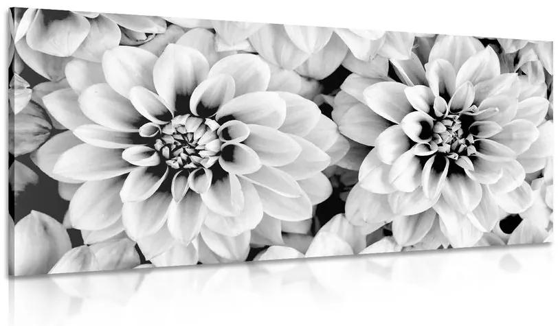 Εικόνα λουλουδιών ντάλιας σε μαύρο & άσπρο - 120x60