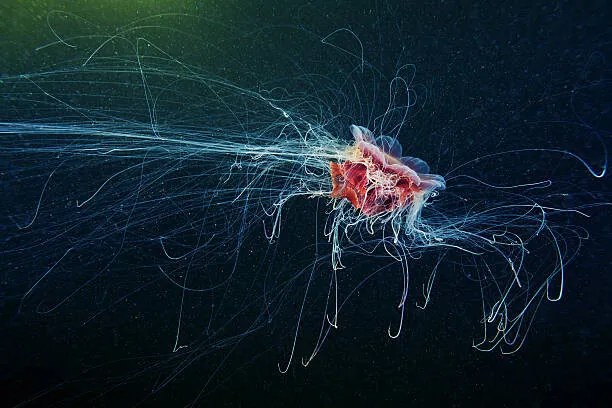 Φωτογραφία Lion's Mane Jellyfish - Cyanea capillata, Alexander Semenov