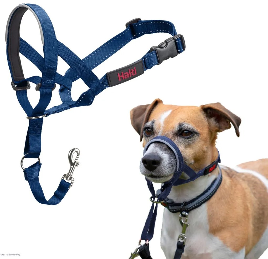 Ρύγχος Company of Animals COBALT Μπλε Μέγεθος 1