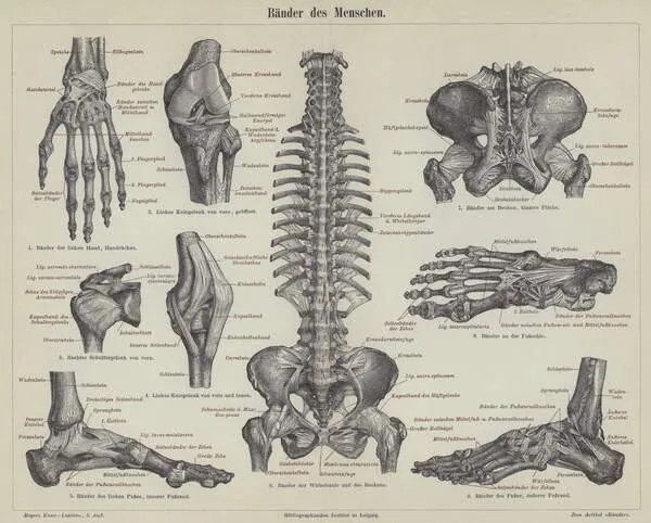 Αναπαραγωγή Ligaments of the human body, German School,