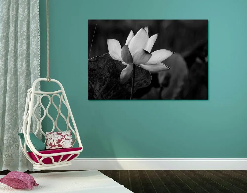 Εικόνα ενός ευαίσθητου λουλουδιού λωτού σε ασπρόμαυρο - 120x80