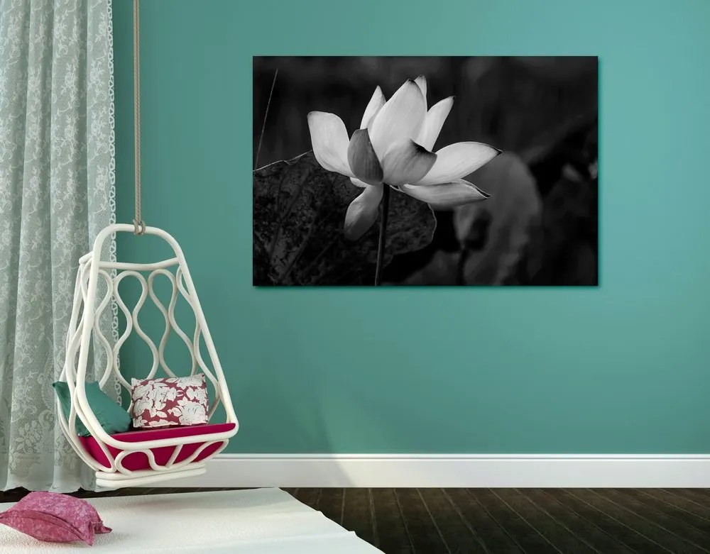 Εικόνα ενός ευαίσθητου λουλουδιού λωτού σε ασπρόμαυρο