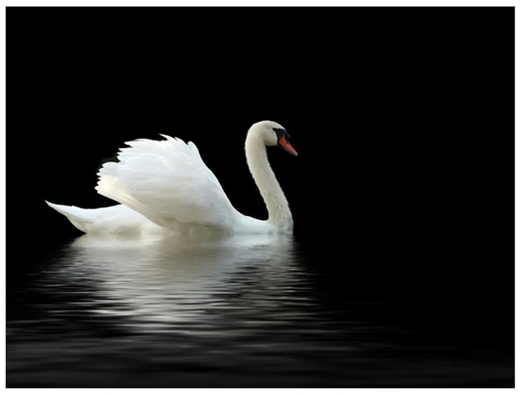 Φωτοταπετσαρία - swan (black and white) 300x231