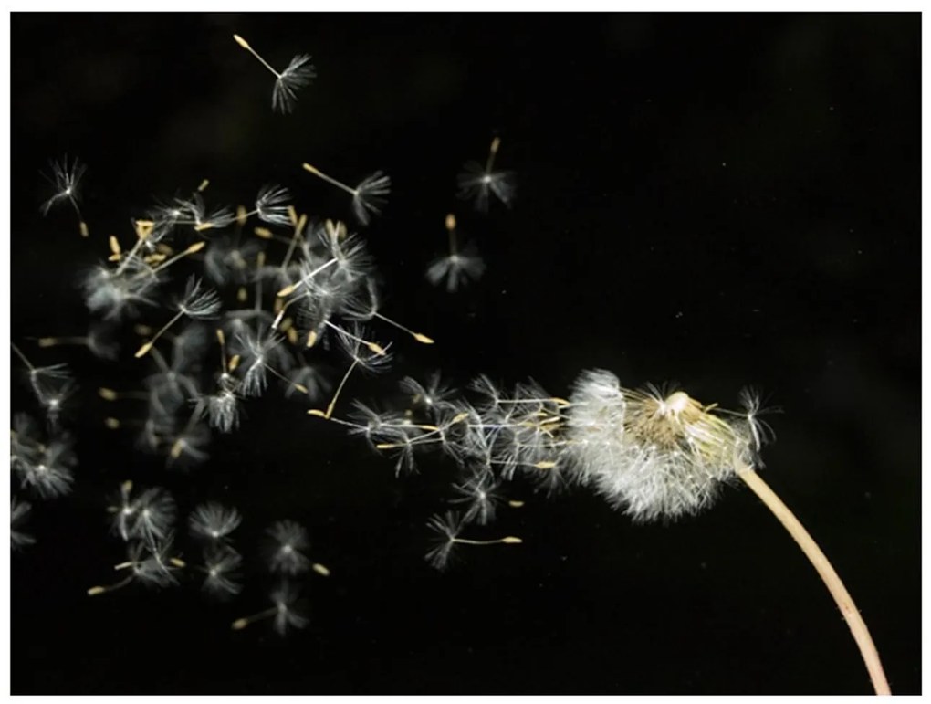 Φωτοταπετσαρία - Dandelion seeds carried by the wind 200x154