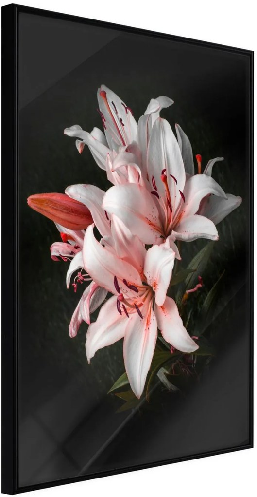 Αφίσα - Pale Pink Lilies - 20x30 - Μαύρο - Χωρίς πασπαρτού