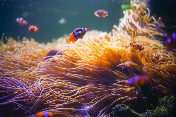 Φωτογραφία Clownfish,Anemonefish,Wonderful and beautiful underwater world with, krisanapong detraphiphat