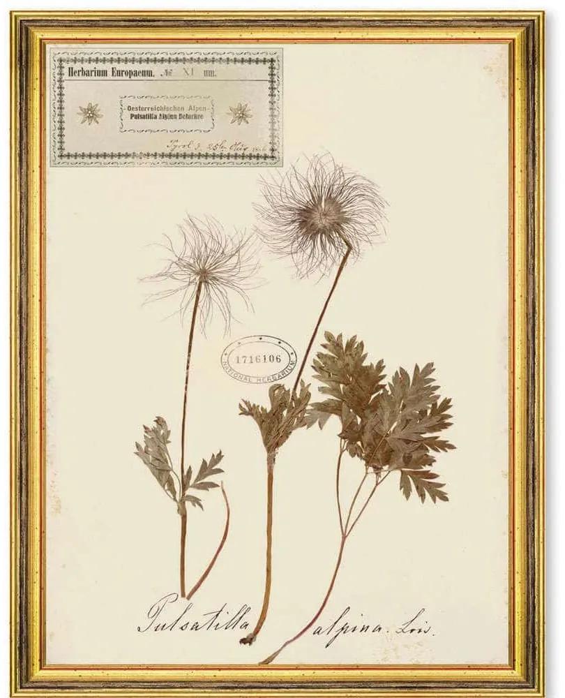 Κάδρο Herbarium Alpinium XI FA13465 35x50cm Multi MindTheGap Κάθετοι Ξύλο,Γυαλί