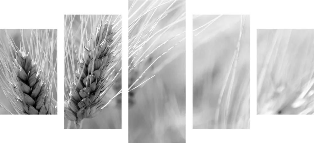 Εικόνα 5 μερών ενός χωραφιού με σιτάρι σε ασπρόμαυρο - 200x100