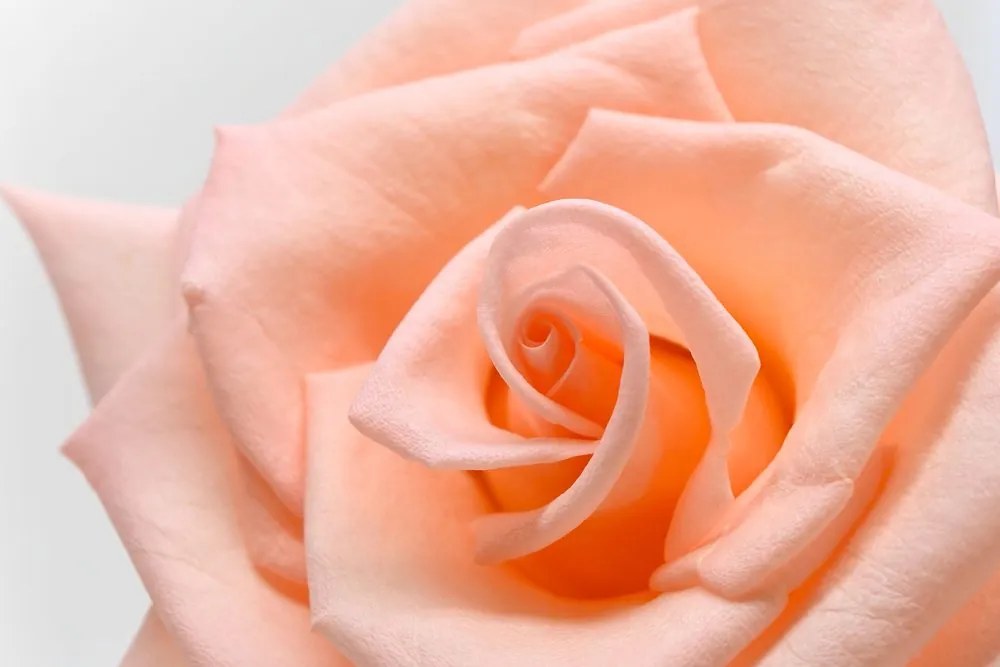 Εικόνα τριαντάφυλλο σε ροδακινί απόχρωση - 90x60