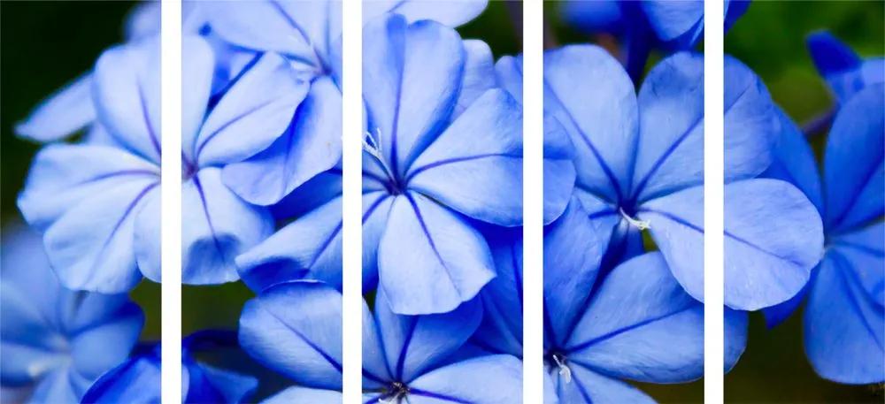 Εικόνα 5 τμημάτων μπλε μπλε λουλούδια