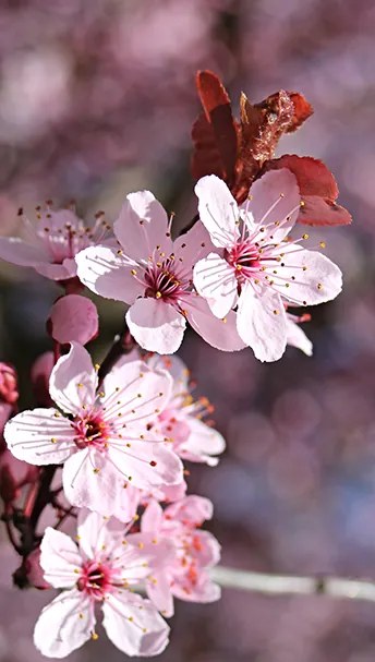 Φωτοταπετσαρία Ψηφιακής Εκτύπωσης FLORAL 153-CR - nav-100-02-07-01633