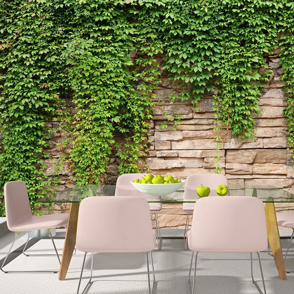 Φωτοταπετσαρία - Ivy wall 250x175