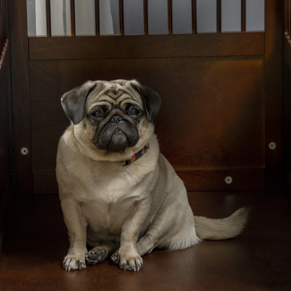 PawHut Κλουβί για σκύλους με κλειδαριά, ανυψωμένη βάση, Κλουβί μεταφοράς, 80,5 cm x 59,5 cm x 67,5 cm, Καφέ