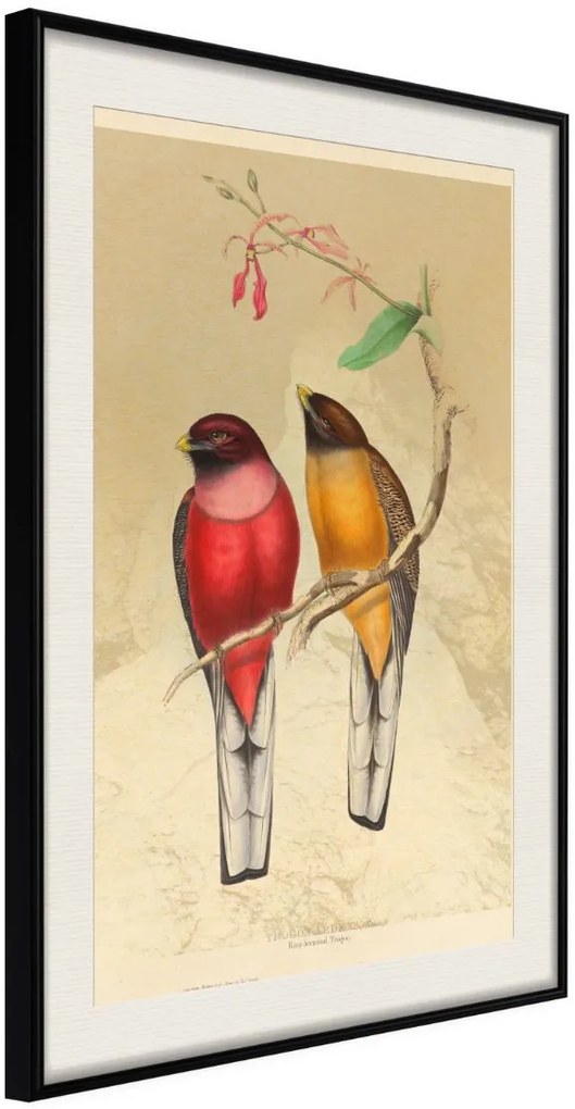 Αφίσα - Ornithologist's Drawings - 30x45 - Μαύρο - Με πασπαρτού