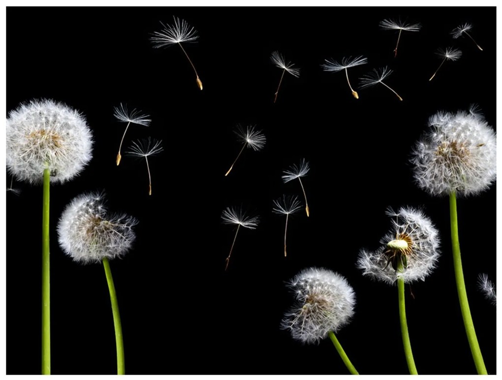 Φωτοταπετσαρία - Dandelions in the wind 250x193