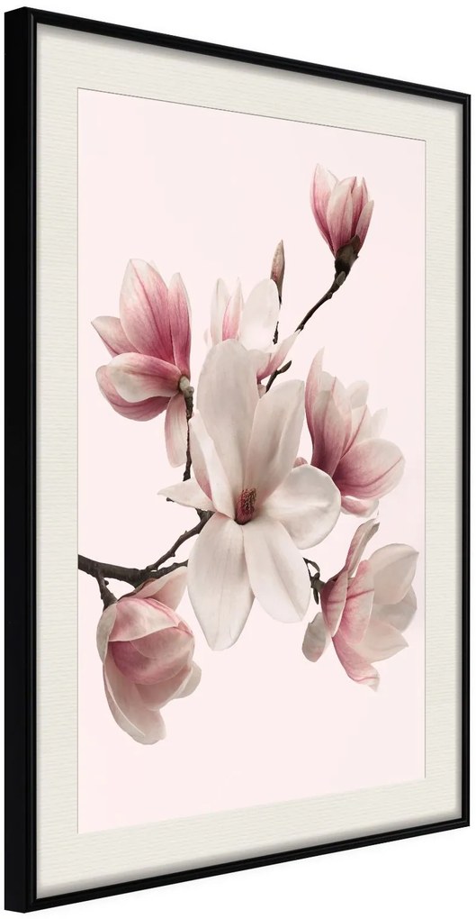 Αφίσα - Blooming Magnolias I - 20x30 - Μαύρο - Με πασπαρτού