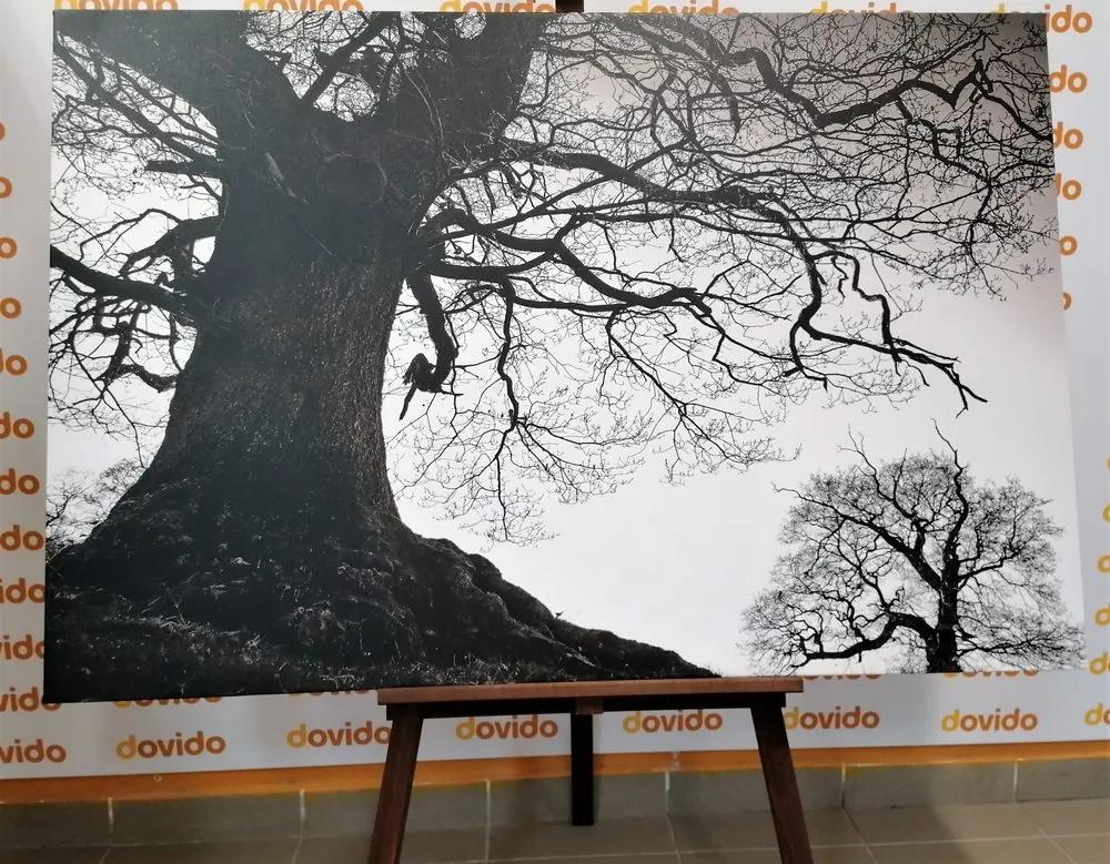 Εικόνα συμβίωση δέντρων σε μαύρο & άσπρο - 120x80
