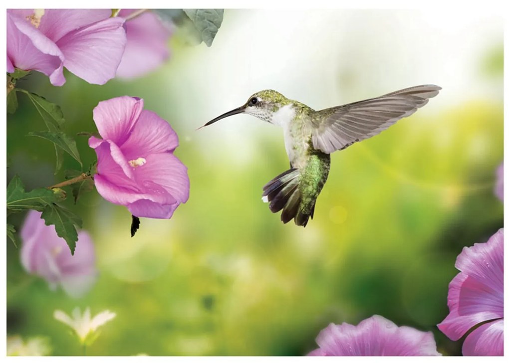 Φωτοταπετσαρία - Humming-bird 400x280