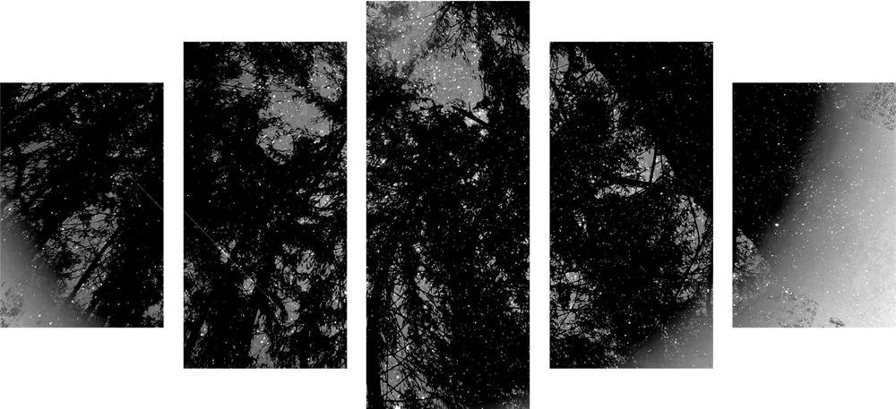 Εικόνα 5 τμημάτων ασπρόμαυρο τροπικό δάσος