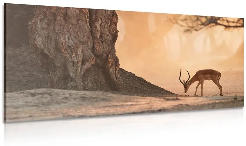 Εικόνα όμορφη αφρικανική αντιλόπη - 100x50
