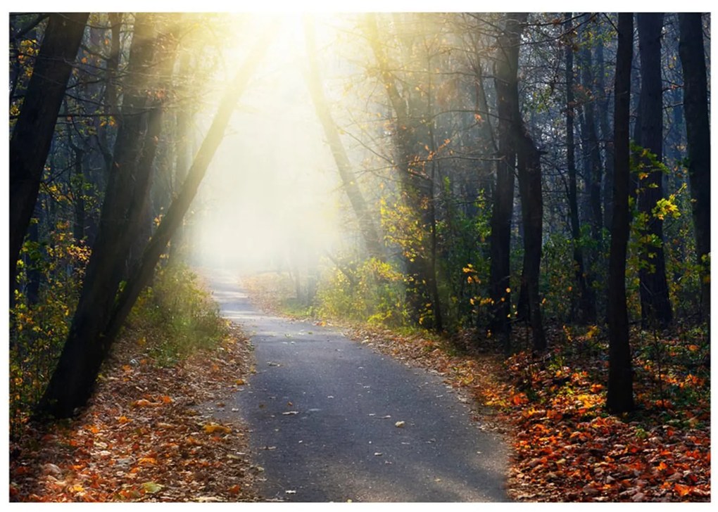 Φωτοταπετσαρία - Road through the Forest 300x210