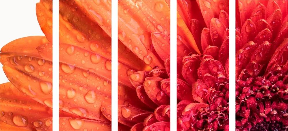 Εικόνα 5 μερών πορτοκαλί ζέρμπερα με σταγόνες νερού