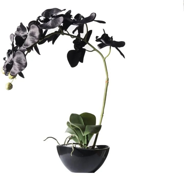 Supergreens Τεχνητό Φυτό Ορχιδέα Phalaenopsis Real Touch Μαύρη με Κασπώ 48 εκ.