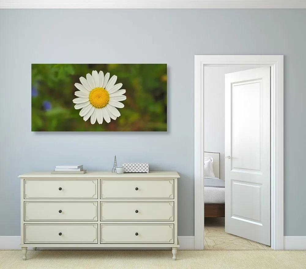 Εικόνα ενός λουλουδιού μαργαρίτας - 100x50