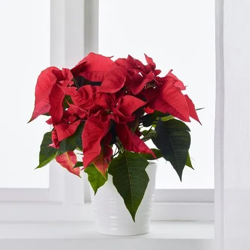 POINSETTIA φυτό σε γλάστρα/Αλεξανδρινό, 13 cm 905.878.45